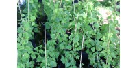 Plant de houblon de 1ère année, variété CHINOOK